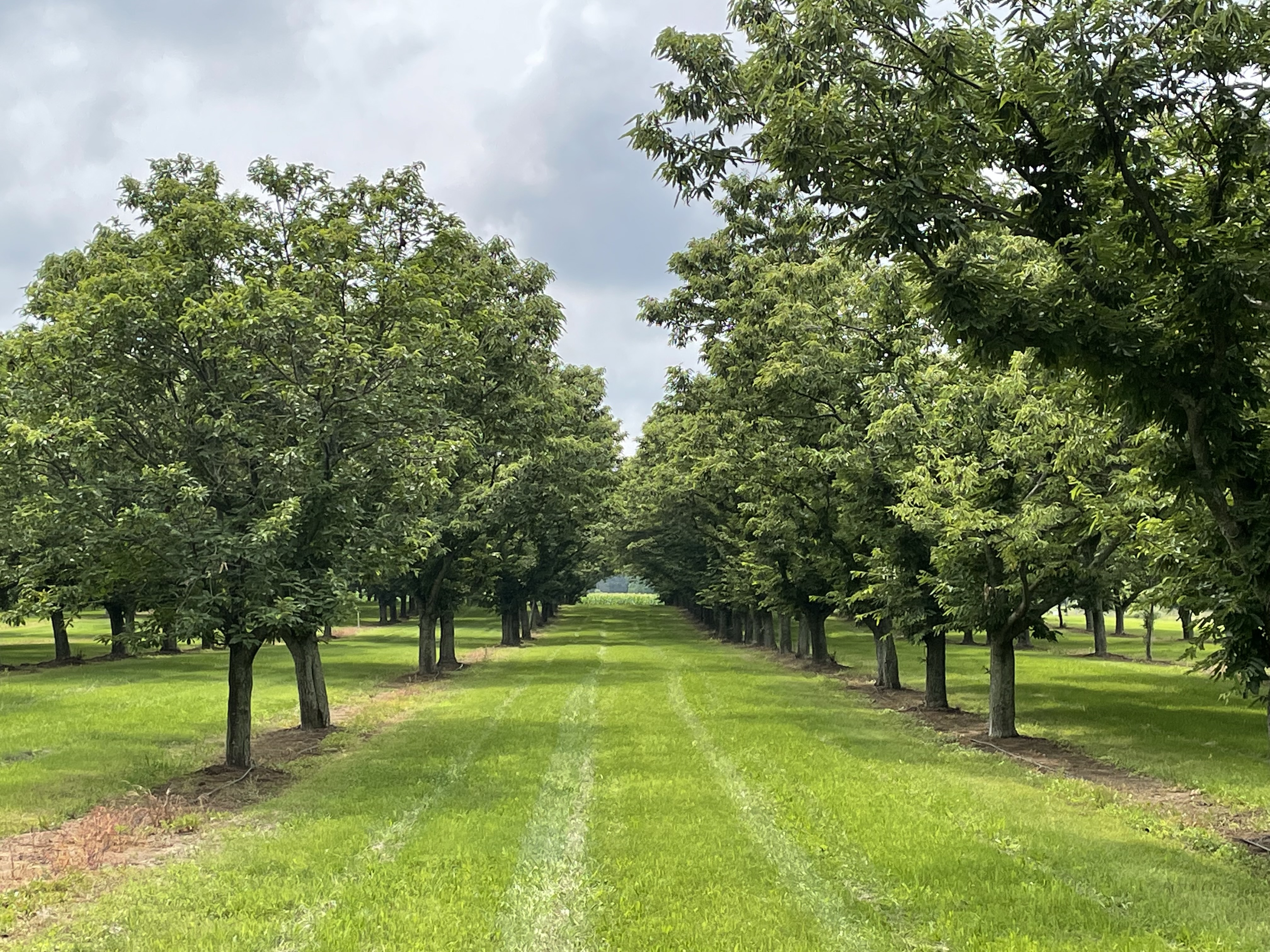 Chestnut orchard